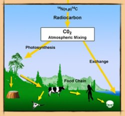 Carbon Dating